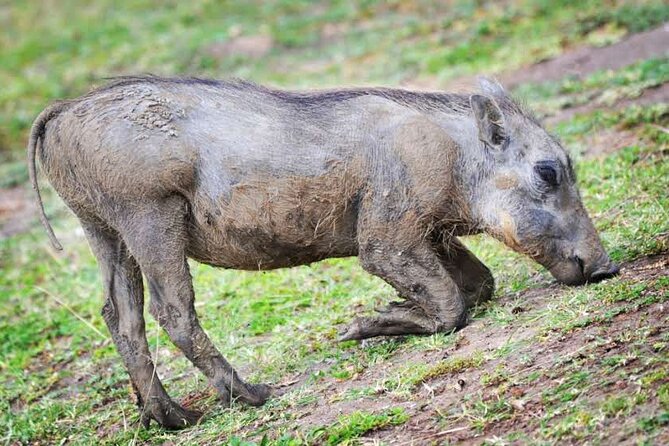 2-Day Wildlife Safari in Lake Mburo National Park - What you actually get for the $512 price