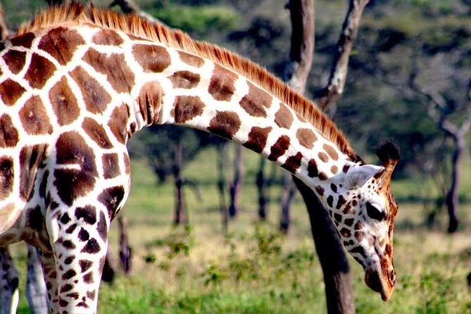 2-Day Wildlife Safari in Lake Mburo National Park - Meals and lodging: keeping your energy up for wildlife hours