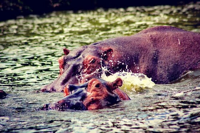2-Day Wildlife Safari in Lake Mburo National Park - How to get more from your sightings (without guessing too much)