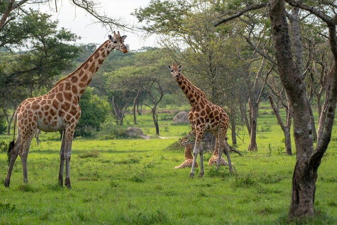 2-Day Wildlife Safari in Lake Mburo National Park - Guided nature walk at Lake Mburo: zebras, impalas, and bird time