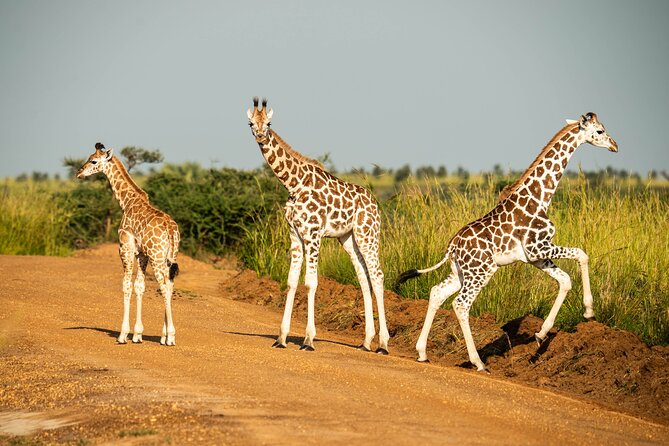2 Days Budget Safari to Murchison Falls National Park - Key Highlights You’ll Care About