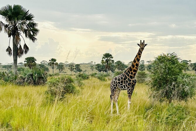 2 Days Budget Safari to Murchison Falls National Park - Wildlife Odds: How This Schedule Helps You See More
