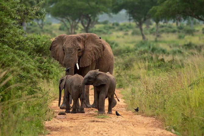 2 Days Budget Safari to Murchison Falls National Park - Day 1 on Safari: Masindi Lunch, Paraa Boat Cruise, and an Evening Drive