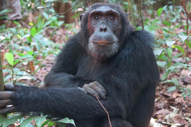 2 Days Chimpazee Safari In kibale Forest Park Uganda. - Quick Win Highlights (What You Can Expect)