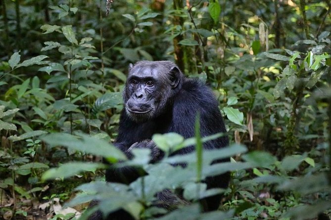 2 Days Chimpazee Safari In kibale Forest Park Uganda. - Kampala To Fort Portal, Then On Into Kibale