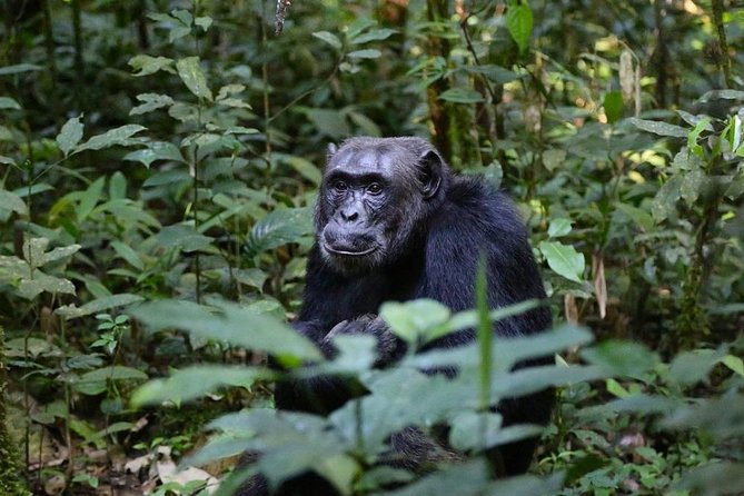 2 Days Chimpazee Safari In kibale Forest Park Uganda. - Day 2 at Kanyanchu Tourist Centre: The Chimp Trek on Foot