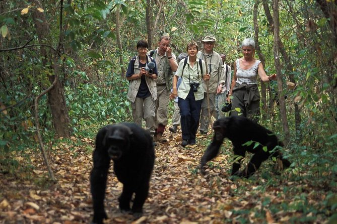 2 Days Chimpazee Safari In kibale Forest Park Uganda. - Permits, Fees, Lodge, and Meals: What Included Really Buys You