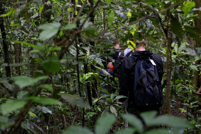 2 Days Chimpazee Safari In kibale Forest Park Uganda. - Budget Check: Is $1,850 a Fair Price for 2 Days?