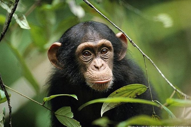 2 Days Chimpazee Safari In kibale Forest Park Uganda. - Comfort and Planning Tips for Rainforest Walking