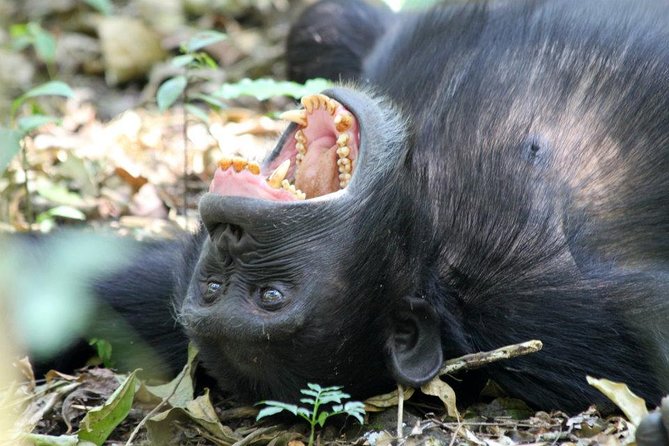 2 Days Chimpazee Safari In kibale Forest Park Uganda. - Day 1 in Kibale: Community Walk or Crater Lakes Views