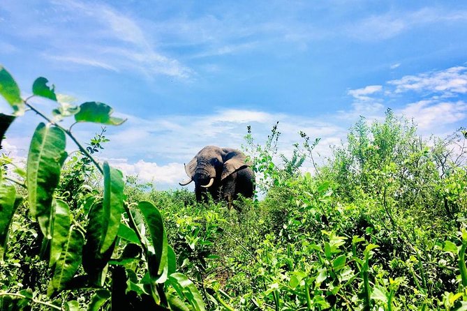 2 Days Family Safari to Murchison Falls Park Uganda - Leaving Entebbe early, then heading through the Luwero Triangle