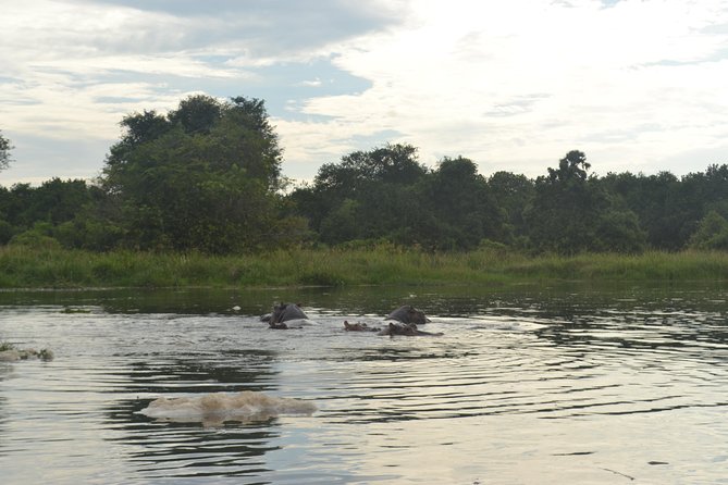 2 Days Family Safari to Murchison Falls Park Uganda - Murchison Falls Park’s top viewpoint: where the Nile turns violent in a narrow gap