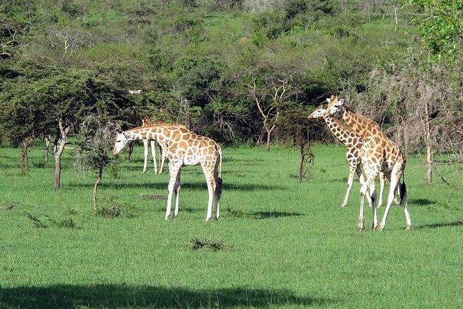 2 Days Family Safari to Murchison Falls Park Uganda - Sundowner boat cruise on the Nile: crocodiles, hippos, and the best kind of patience