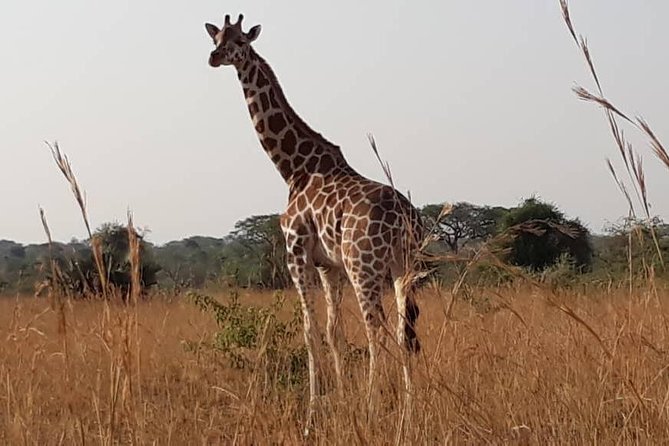 2 Days Family Safari to Murchison Falls Park Uganda - The rhythm of a long day: game drive, lunch, then back to Entebbe or Kampala