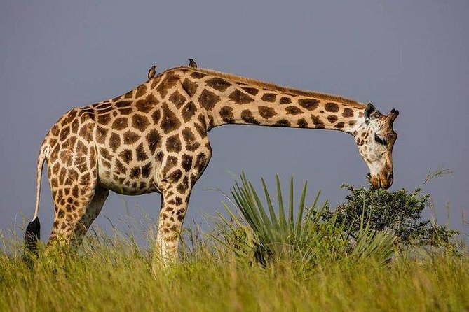 2 Days Family Safari to Murchison Falls Park Uganda - Price and value: what $2,100 per group really buys you