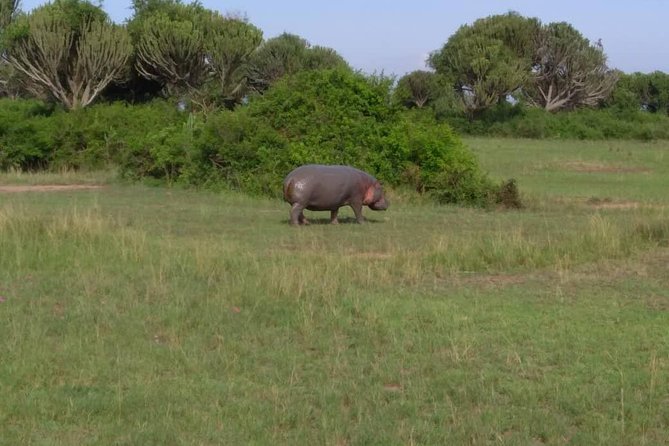 2 Days Family Safari to Murchison Falls Park Uganda - Family safari reality check: who this fits best