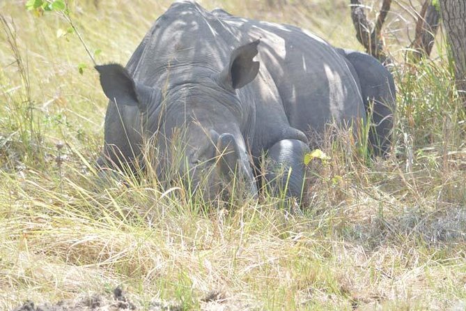 2 days Murchison Falls and Wildlife Game Viewing - Day 1: Morning Drive, Lunch Timing, and the Falls by Boat