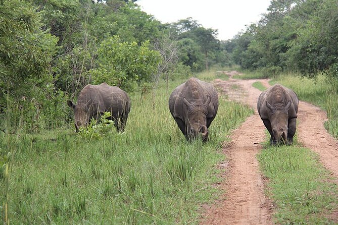 2 days Murchison Falls and Wildlife Game Viewing - Day 2 Sunrise Game Drive: The Focus on Lions, Elephants, and Birds