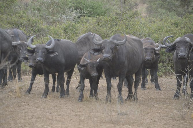 2 days Murchison Falls and Wildlife Game Viewing - Optional Rhino Fund Uganda Stop at Ziwa Rhino Sanctuary