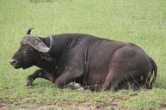 2 days Murchison Falls and Wildlife Game Viewing - What Your $690 Price Buys You, and Why It Can Be Fair Value