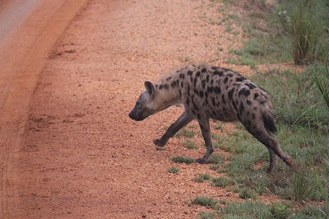 2 days Murchison Falls and Wildlife Game Viewing - Wildlife Viewing Reality Check: How to Get More From Each Hour