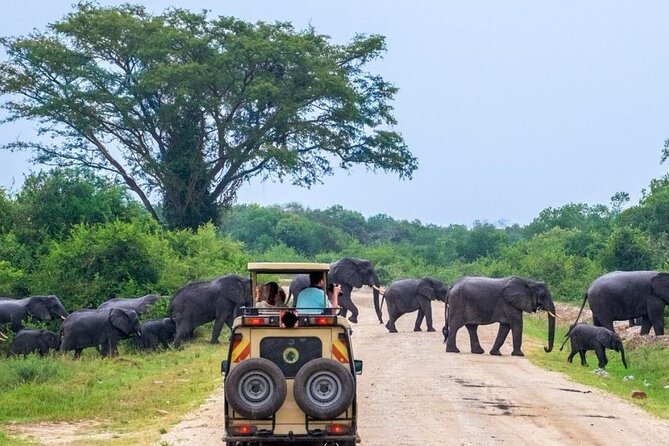 2 Days Murchison Falls Park Vacation - Day 1: Ziwa Sanctuary rhino tracking before the main safari
