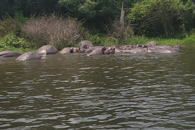 2 Days Murchison Falls Park Vacation - Wildlife game drives at morning and sunset: why two sessions matter