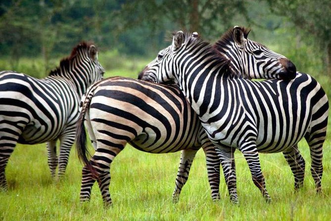2 Days Popular Safari to Lake Mburo National Park - Why Lake Mburo works when you have only a weekend