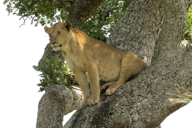 2 Days Popular Safari to Lake Mburo National Park - Lake Mburo boat ride on day 1: the 2-hour crocodile and hippo scan