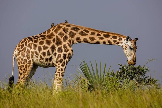 2 Days Popular Safari to Lake Mburo National Park - Day 2 early game drive: a second chance that actually matters