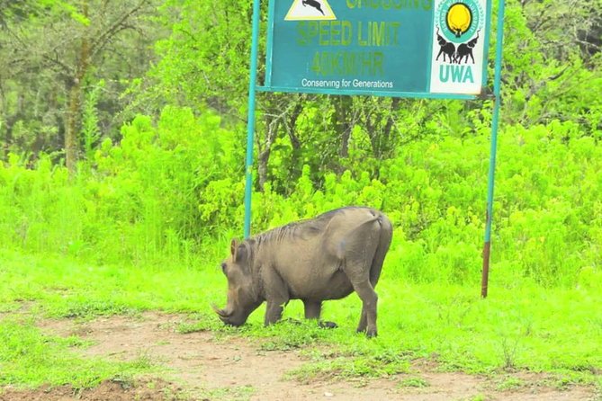 2 Days Popular Safari to Lake Mburo National Park - Lodge comfort and the difference between a transfer and a safari
