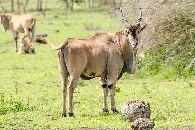 2 Days Popular Safari to Lake Mburo National Park - Day 1 through Nshara Gate: the first game drive and what to watch for