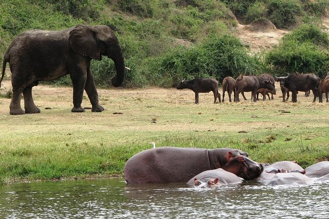 2 Days Safari To Queen Elizabeth National Park with Cruise - Why Queen Elizabeth Fits Perfectly Into a 2-Day Safari
