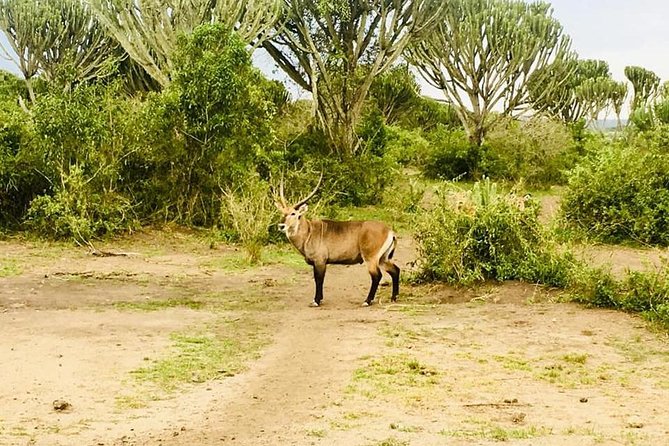 2 Days Safari To Queen Elizabeth National Park with Cruise - Day 2: Kasenyi Morning Drive, Primate Walk Option, and Mpambire Drums