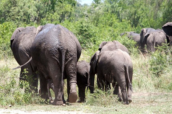 2 Days Safari To Queen Elizabeth National Park with Cruise - Who This Safari Suits Best, and Who Might Want More Time