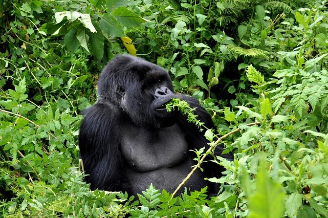25 day uganda Rwanda kenya and Tanzania safari Zanzibar inclusive - Key highlights of this Uganda Rwanda Kenya and Tanzania safari plus Zanzibar