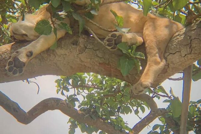 25 day uganda Rwanda kenya and Tanzania safari Zanzibar inclusive - Bwindi gorilla tracking, one hour that changes your whole trip