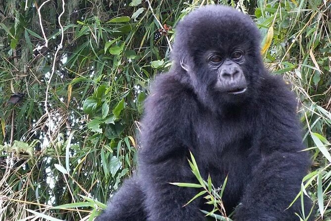 3-Day Climax Guided Gorilla Trekking Mist and Batwa Safari - Getting to the Park From Entebbe and Kampala: The Real Travel Day