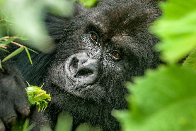 3-Day Climax Guided Gorilla Trekking Mist and Batwa Safari - Bwindi Gate Briefing and Gorilla Family Assignment: Where Confidence Starts