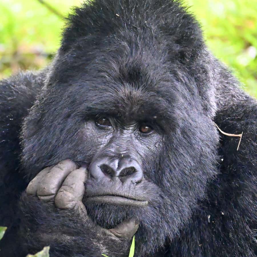 3-Day Gorilla Experience In Uganda - Key highlights worth your attention