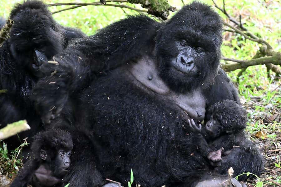 3-Day Gorilla Experience In Uganda - The real appeal: gorillas plus Lake Bunyonyi, not just one