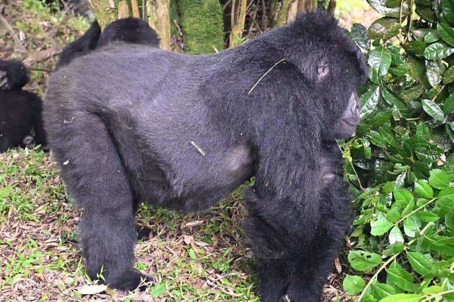 3-Day Gorilla Experience In Uganda - Day 2: The Bwindi gorilla trek, briefing to close-up hour