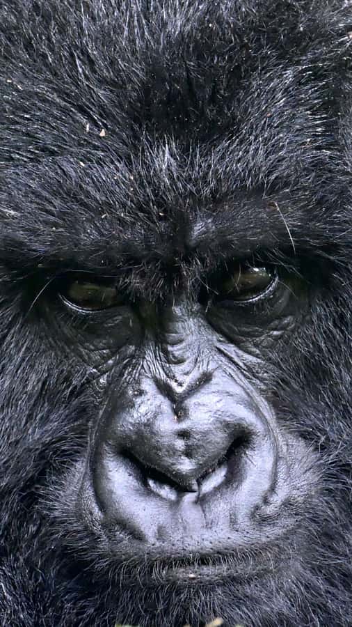 3-Day Gorilla Experience In Uganda - Price and value: is $1,850 per person fair for what you get?