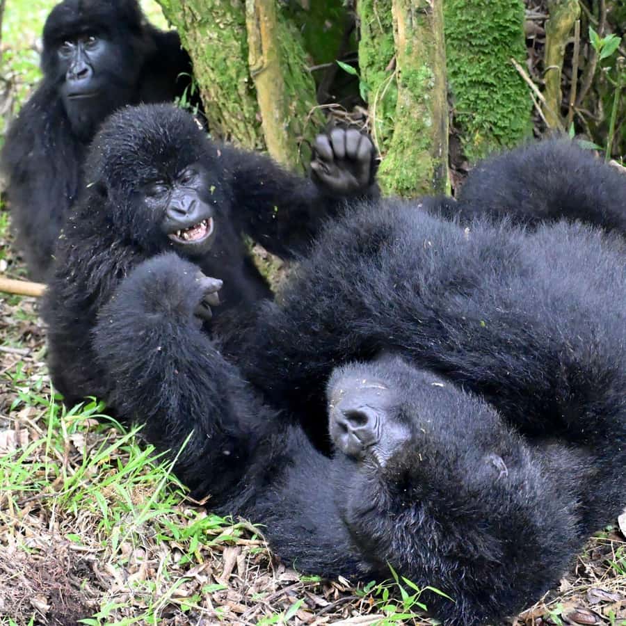 3-Day Gorilla Experience In Uganda - Day 1: The long drive into Bwindi and the Batwa community option