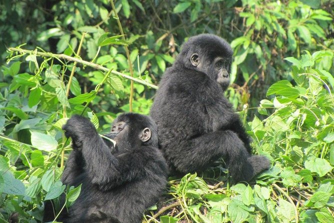 3-Day Gorilla Trekking Budget Safari in Uganda - Why this 3-day gorilla trek works for a tight schedule