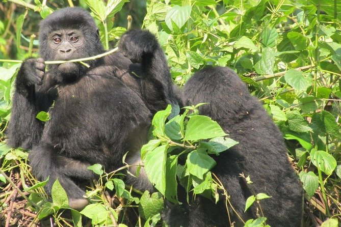 3-Day Gorilla Trekking Budget Safari in Uganda - Meals and timing: the quiet details that make trek day easier