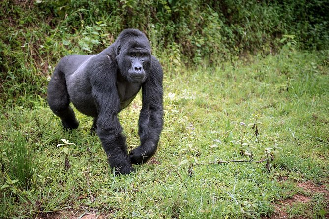 3-Day Gorilla Trekking Bunyonyi Mist Relaxation Safari - Day 2 evening into day 3: transfer toward Lake Bunyonyi calm