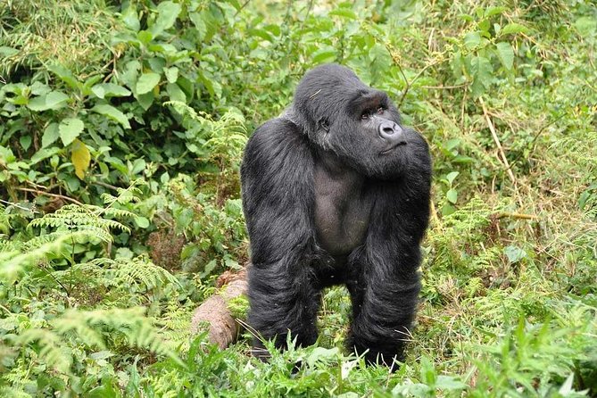3-Day Gorilla Trekking Bunyonyi Mist Relaxation Safari - Day 3: Kabale, Lake Bunyonyi, and the swim option