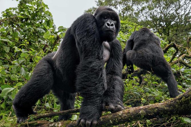 3-Day Gorilla Trekking Bunyonyi Mist Relaxation Safari - Who this tour fits best (and who should think twice)