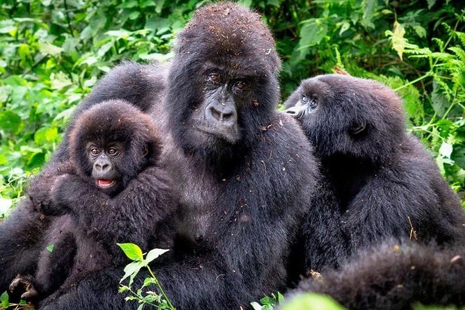 3-Day Gorilla Trekking Bunyonyi Mist Relaxation Safari - Day 1: the Entebbe to Bwindi road trip (and why it matters)